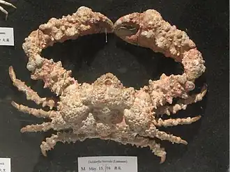 Daldorfia horrida