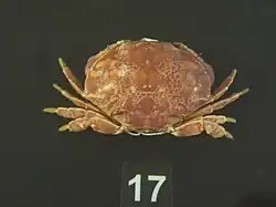 Atergatis floridus.