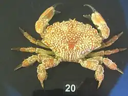 Lophozozymus pictor