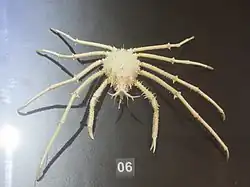 Pleistacantha oryx