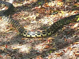 Description de l'image Speckled Hog-nosed Snake. Leioheterodon geayi - Flickr - gailhampshire.jpg.