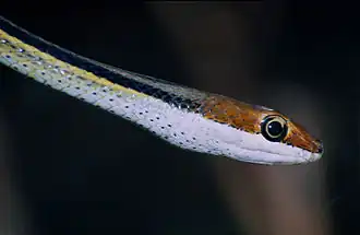 Description de l'image Speckled Sand Racer (Psammophis punctulatus) (14124128085).jpg.