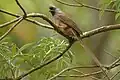 Coliiformes