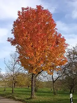 Cormier en automne.