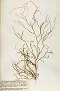 Spermatochnus paradoxus, planche de l'herbier des frères Crouan (Pierre-Louis et Hippolyte-Marie).