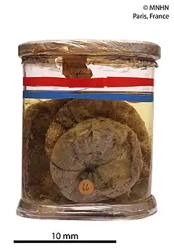 Sperosoma grimaldii