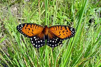 Speyeria idalia