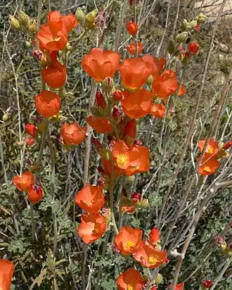 Description de l'image Sphaeralcea ambigua 11.jpg.