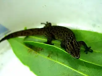 Description de l'image Sphaerodactylus celicara.jpg.