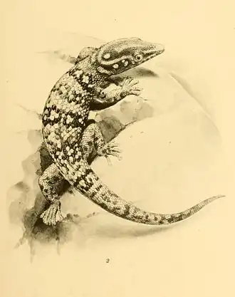 Description de l'image Sphaerodactylus copei 01-Barbour 1921.jpg.