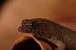 Profil droit d’un Sphaerodactylus parthenopion vu de près