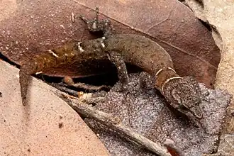Description de l'image Sphaerodactylus perissodactylius MG 9513.jpg.
