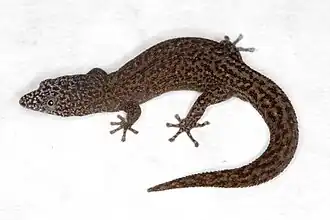 Description de l'image Sphaerodactylus randi MG 2409.jpg.