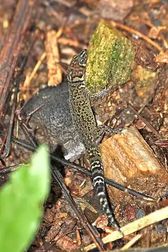 Description de l'image Sphaerodactylus rosaurae 685463.jpg.