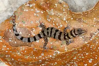 Description de l'image Sphaerodactylus samanensis MG 0423.jpg.