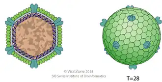 Description de l'image Sphaerolipoviridae virion.png.