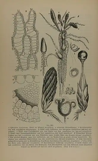 Description de l'image Sphagnum spp GS200.jpg.