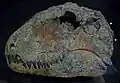 Crâne de S. ferox au Field Museum.