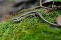 Saurien Sphenomorphus maculatus.