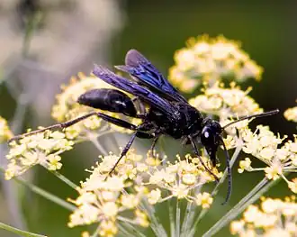 Description de l'image Sphex pensylvanicus.jpg.