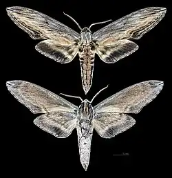 Sphinx franckii