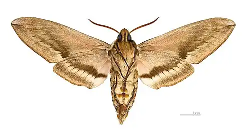 ♂ △ MHNT