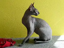 Un donskoy mâle.