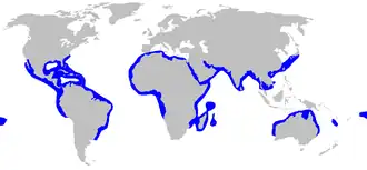 Description de l'image Sphyrna_mokarran_distmap.png.