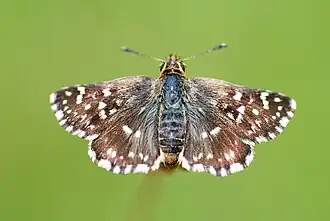 HesperiidaeSpialia sertorius