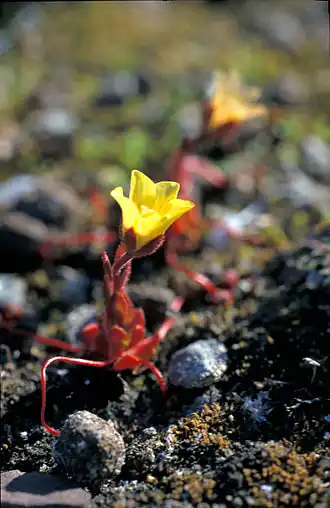 Saxifraga flagellaris