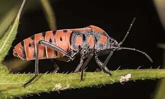 Profil ♀