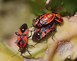 Spilostethus pandurus, adultes et nymphes