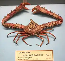 Spinolambrus macrochelos