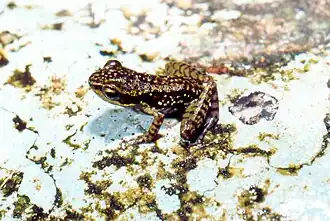 Description de l'image Spinomantis bertini.jpg.