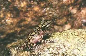 Description de l'image Spinomantis brunae01.jpg.