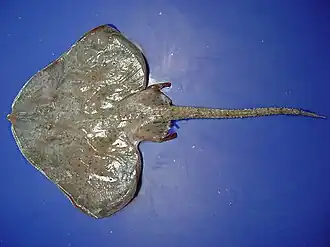 Breviraja spinosa