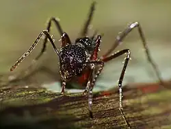 Dolichoderus beccarii.
