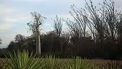 Forêt à Berenty