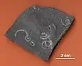 Spirograptus spiralis (fossile du Silurien, Guadalajara, Espagne)
