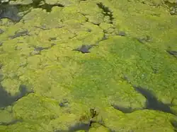 Spirogyres près de la surface d'un plan d'eau