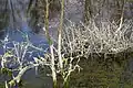 Spirogyres sèches après baisse des eaux