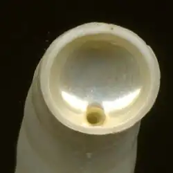 L'intérieur de la coquille est cloisonné avec un siphon