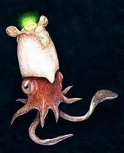 Spirula spirula, unique survivant des Spirulida.