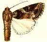 Illustration du début du XXe&nbsp;siècle