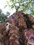 Détail de l'écorce de Spondias mombin.