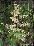 Inflorescence de Spondias mombin.