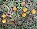 Fruits de Spondias mombin tombés au sol et noyau fibreux.