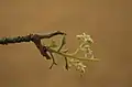 Fleurs de Spondias tuberosa