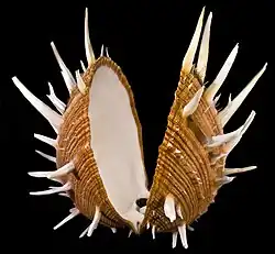Spondylus regius
