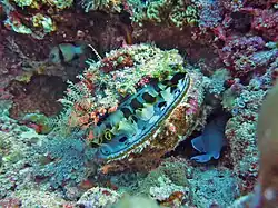 Aux Maldives.